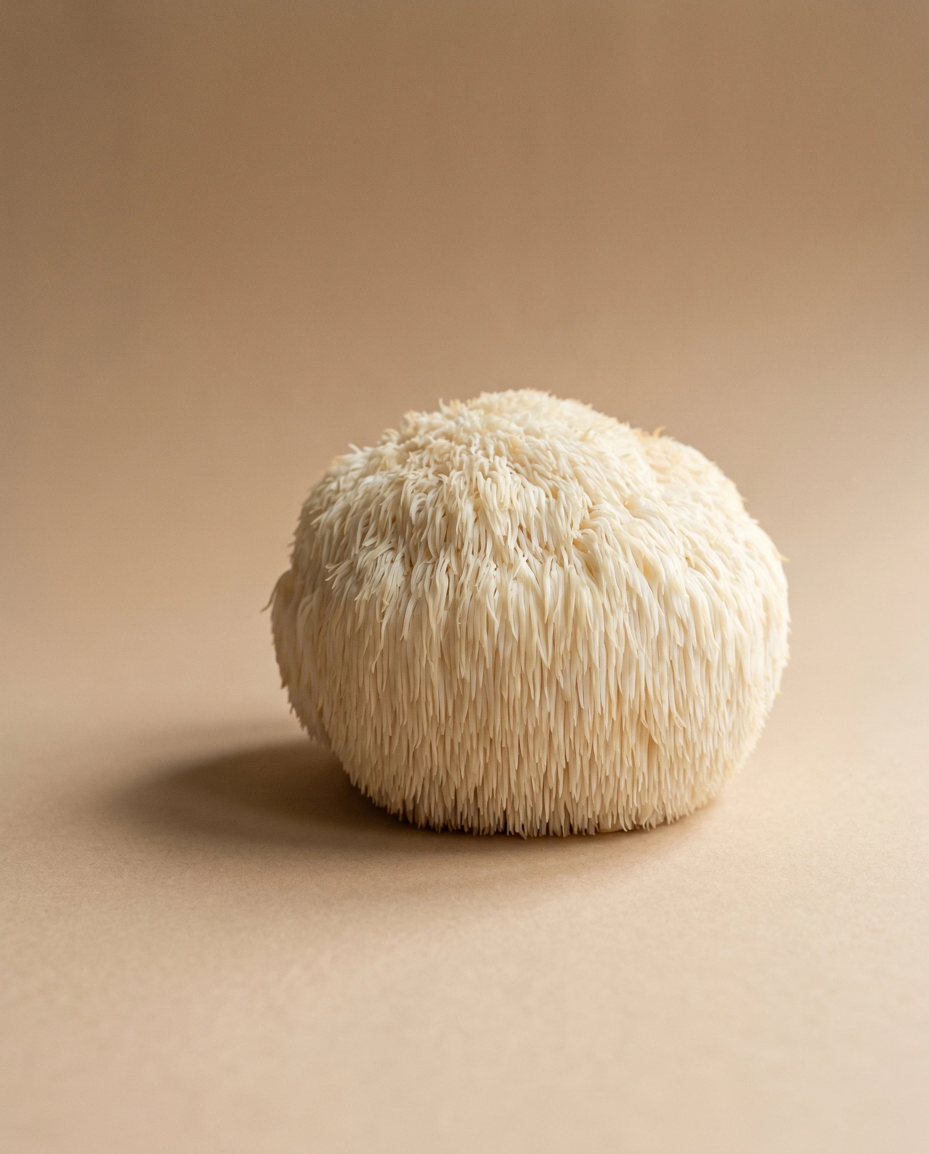 Lion’s Mane