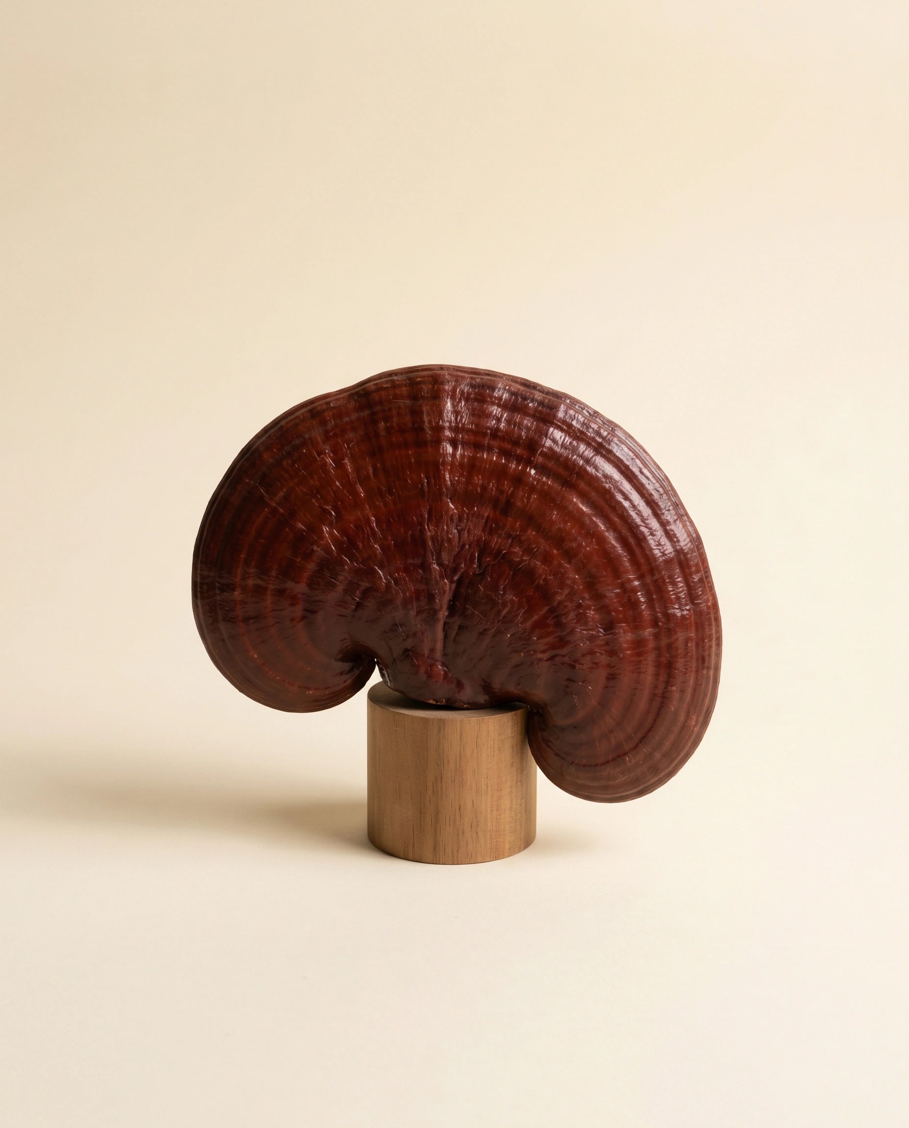 Reishi