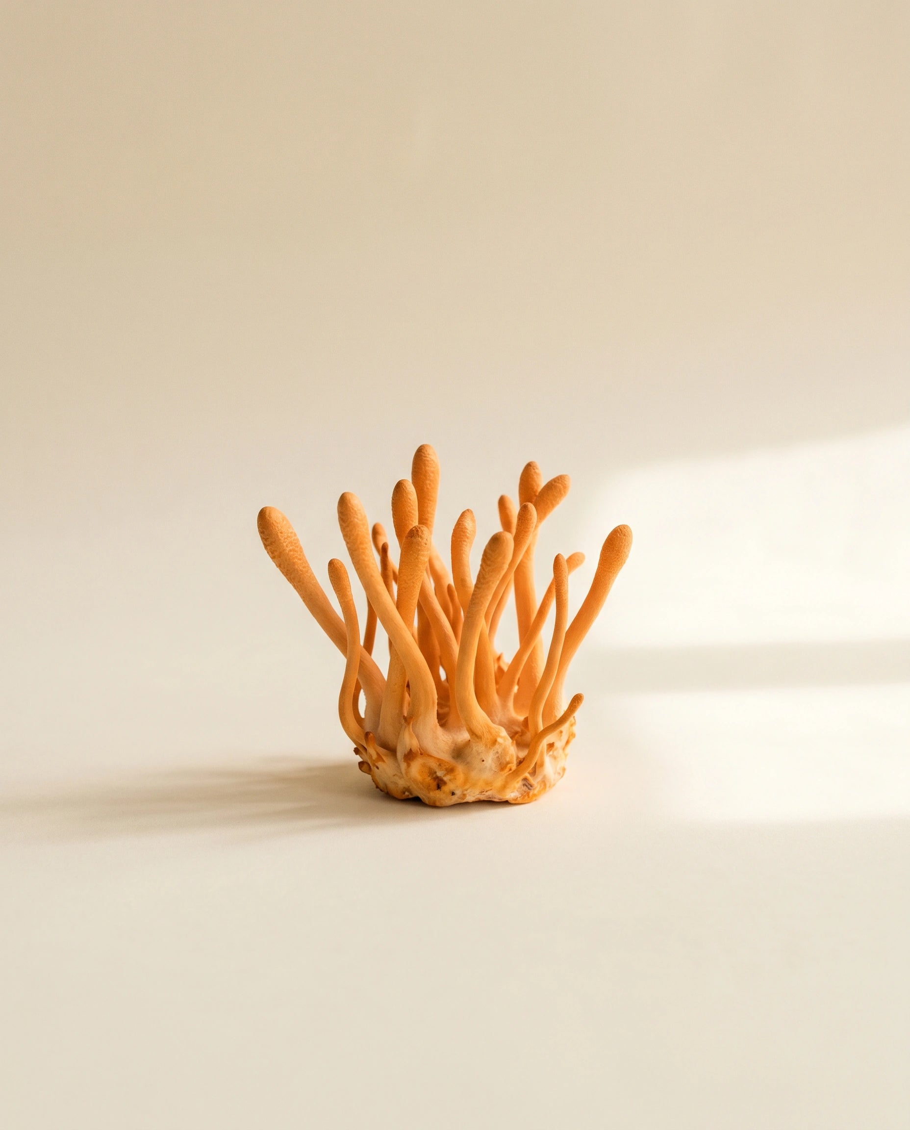 Cordyceps
