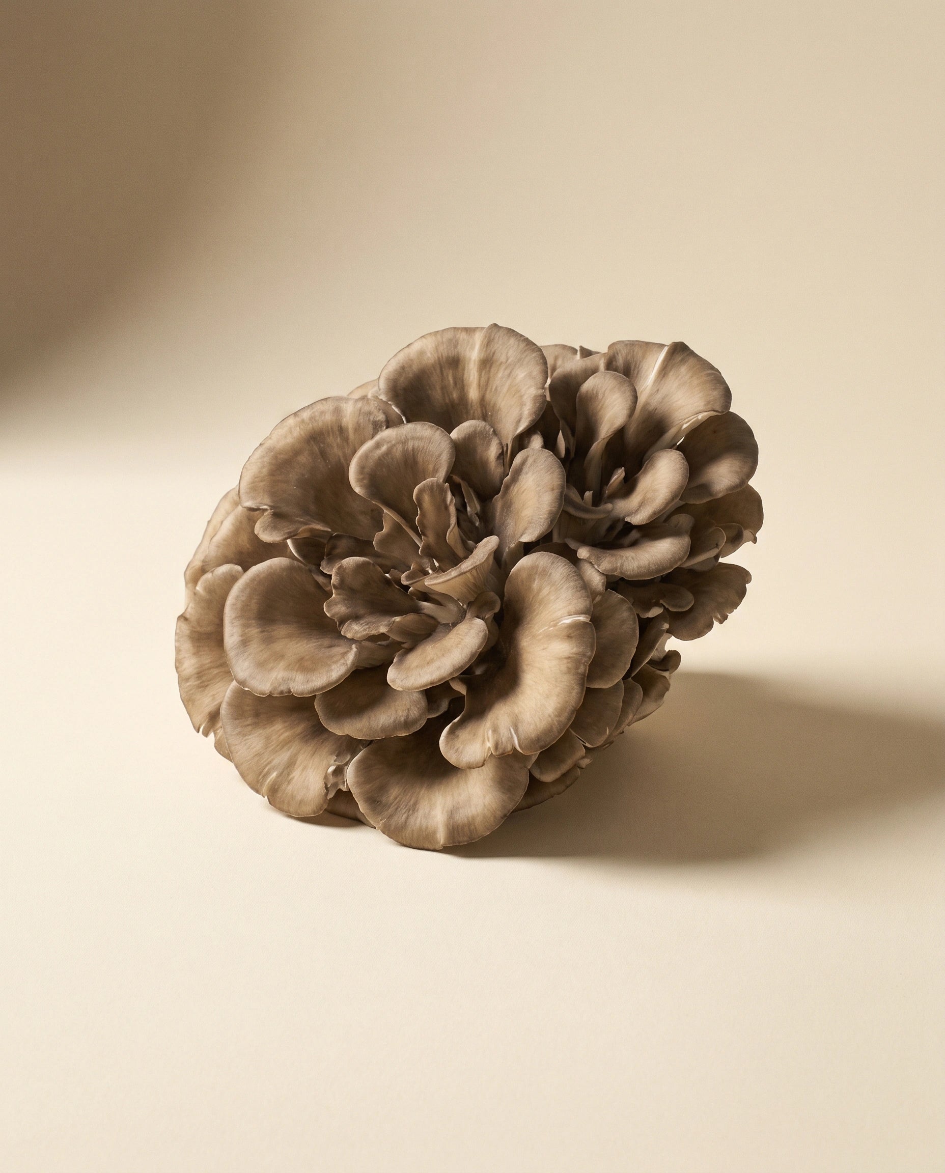 Maitake